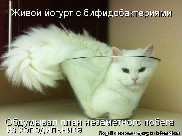 Котоматрица: Живой йогурт с бифидобактериями Обдумывал план незаметного побега из холодильника