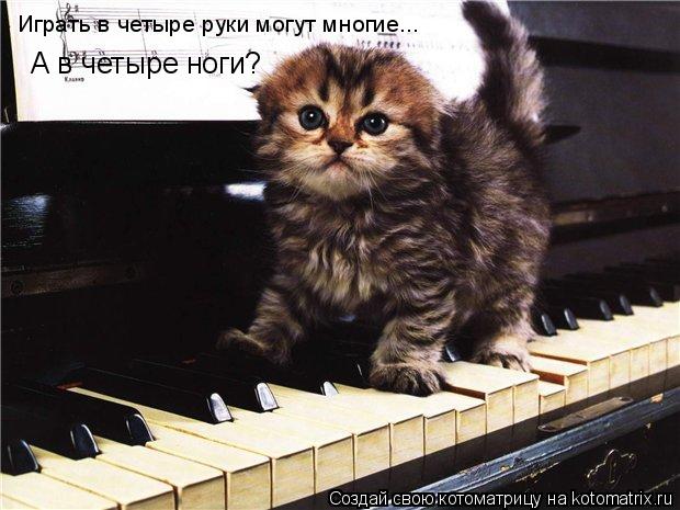 Котоматрица: Играть в четыре руки могут многие... А в четыре ноги?