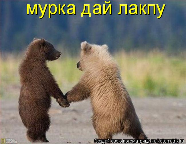 Котоматрица: мурка дай лакпу