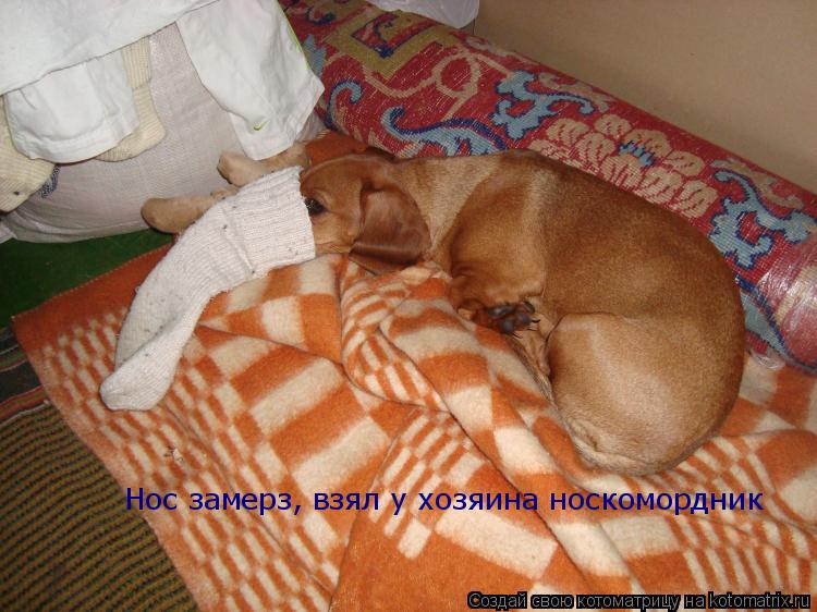 Котоматрица: Нос замерз, взял у хозяина носкомордник