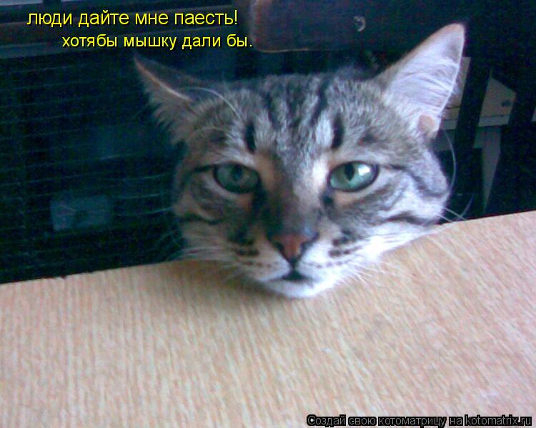 Котоматрица: люди дайте мне паесть! хотябы мышку дали бы.
