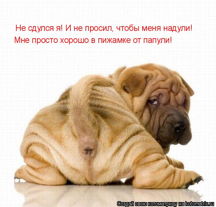 Котоматрица: Не сдулся я! И не просил, чтобы меня надули! Мне просто хорошо в пижамке от папули!