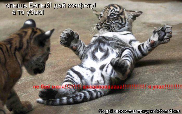 Котоматрица: слышь Белый! дай конфету! а то убью! не бей меня!!!!!!!!! ааааааааааааа!!!!!!!!!!!!! я упал!!!!!!!!!!