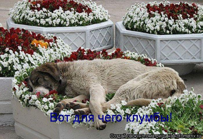 Котоматрица: Вот для чего клумбы!