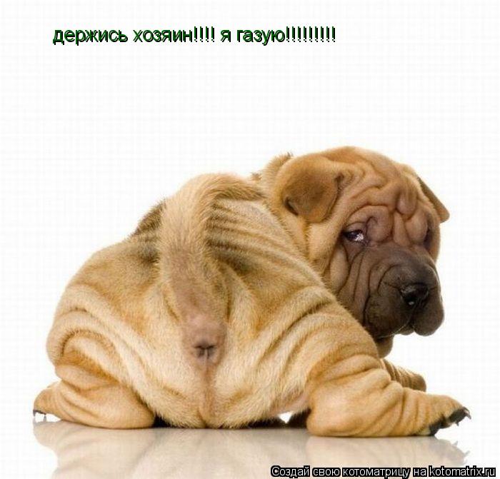 Котоматрица: держись хозяин!!!! я газую!!!!!!!!!