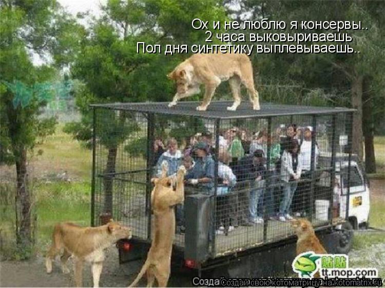 Котоматрица: Ох и не люблю я консервы.. 2 часа выковыриваешь Пол дня синтетику выплевываешь..