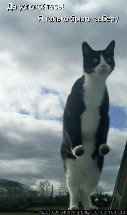 Котоматрица: Да успокойтесь! Я только брюки заберу.