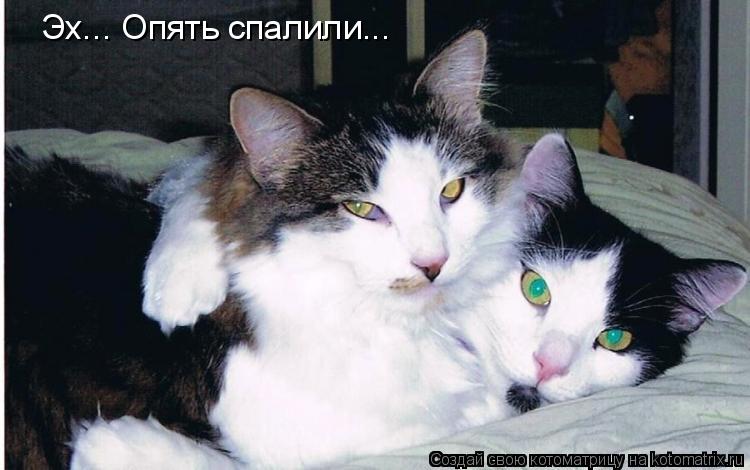 Котоматрица: Эх... Опять спалили...