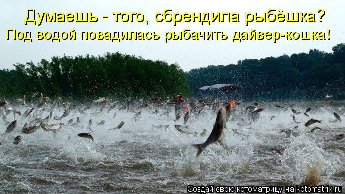 Думаешь - того, сбрендила рыбёшка? Под водой повадилась рыбачить дайвер-кошка!... Котоматрица: Думаешь - того, сбрендила рыбёшка? Под водой повадилась рыбачить дайвер-кошка!