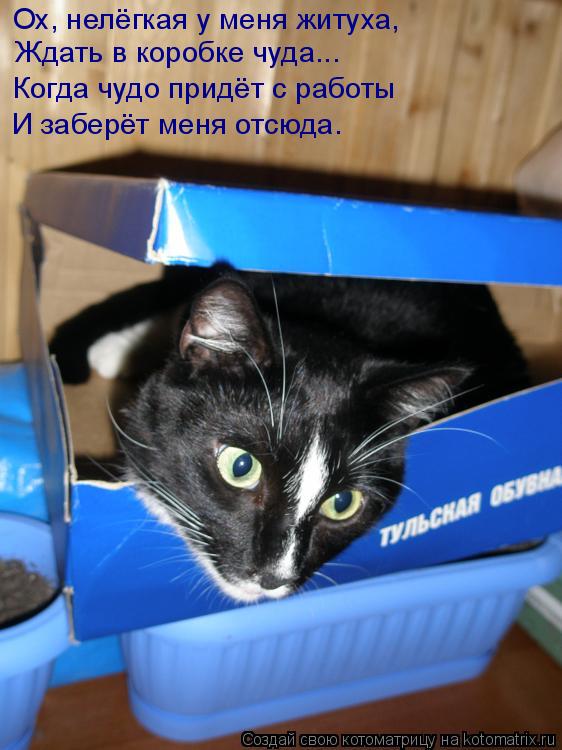 Котоматрица: Ох, нелёгкая у меня житуха, Ждать в коробке чуда... Когда чудо придёт с работы И заберёт меня отсюда.