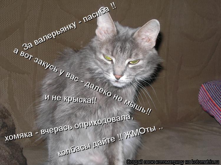 Котоматрица: За валерьянку - пасиба !! а вот закусь у вас - далеко не мышь!! и не крыска!! хомяка - вчерась оприходовала, колбасы дайте !! ЖМОты ..