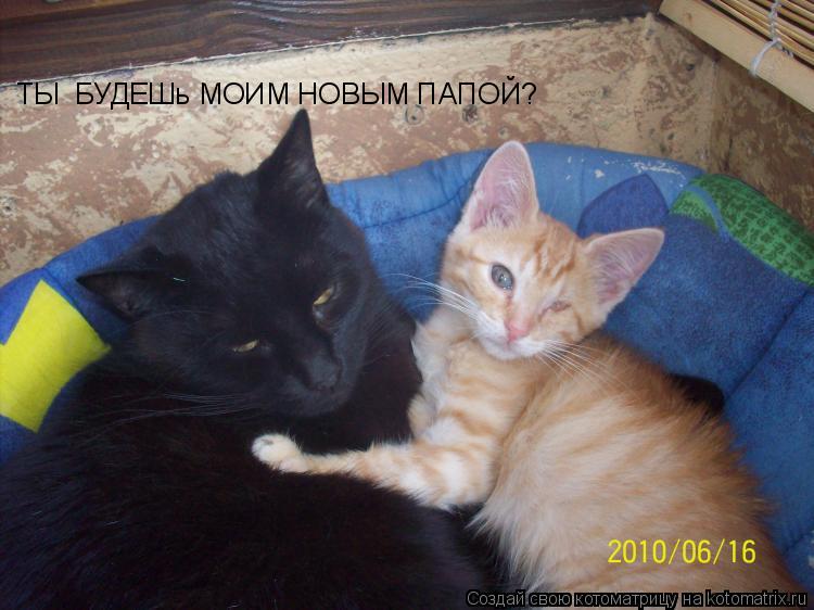 Котоматрица: ТЫ  БУДЕШь МОИМ НОВЫМ ПАПОЙ?                                                                                                                          