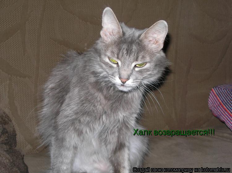 Котоматрица: Халк возвращается!!!