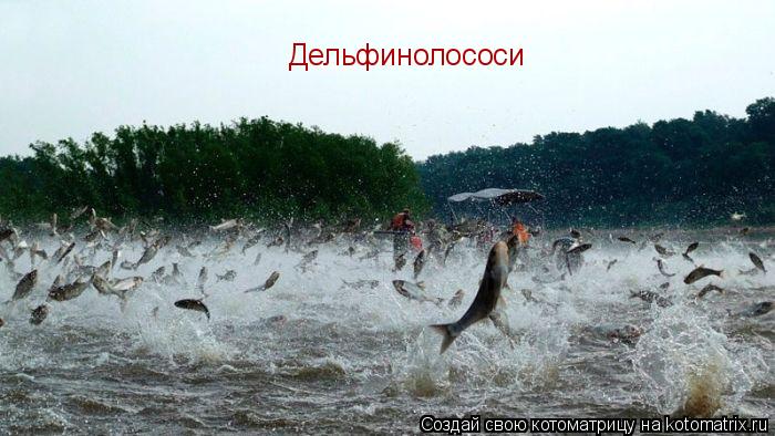Котоматрица: Дельфинолососи