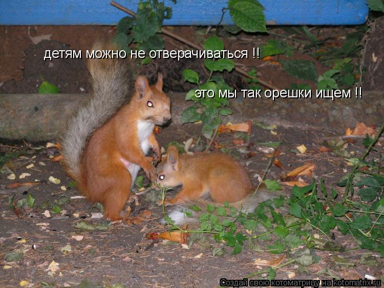 Котоматрица: детям можно не отверачиваться !! это мы так орешки ищем !!