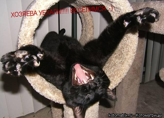 Котоматрица: ХОЗЯЕВА УЕХАЛИ!!!!! ВЕСЕЛИМСЯ ;-)
