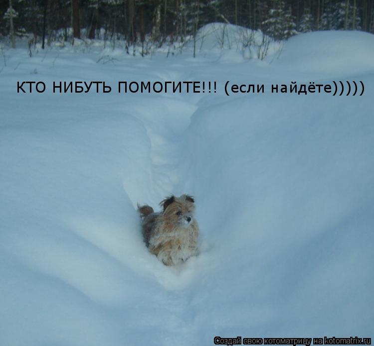 Котоматрица: КТО НИБУТЬ ПОМОГИТЕ!!! (если найдёте)))))