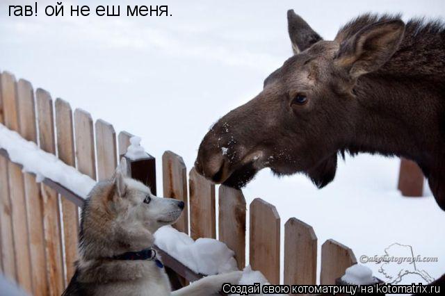 Котоматрица: гав! ой не еш меня.