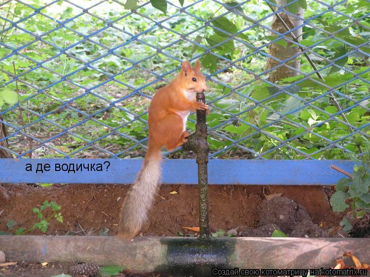 Котоматрица: а де водичка?