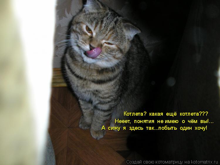 Котоматрица: Котлета?  какая  ещё  котлета??? Нееет,  понятия  не имею  о  чём  вы!... А  сижу  я  здесь  так...побыть  один  хочу!