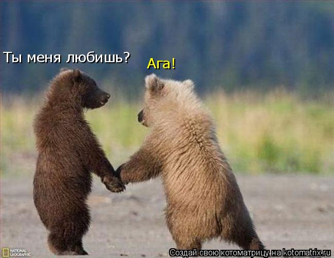 Котоматрица: Ты меня любишь? Ага!