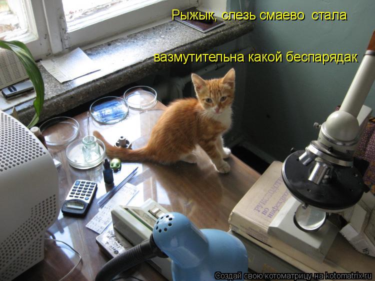 Котоматрица: Рыжык, слезь смаево  стала  вазмутительна какой беспарядак