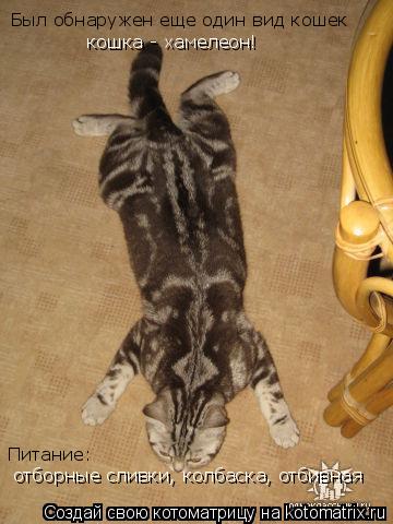Котоматрица: кошка - хамелеон! Был обнаружен еще один вид кошек  отборные сливки, колбаска, отбивная Питание: