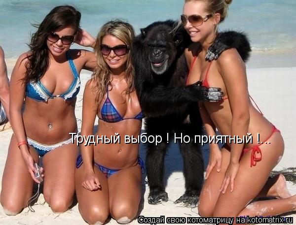 Котоматрица: Трудный выбор ! Но приятный !...