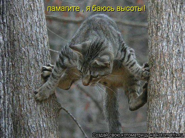 Котоматрица: памагите , я баюсь высоты!
