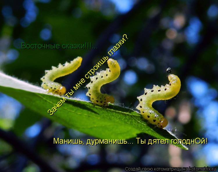 Котоматрица: Восточные сказки!!!... Зачем ты мне строишь глазки? Манишь, дурманишь... Ты дятел голоднОй!