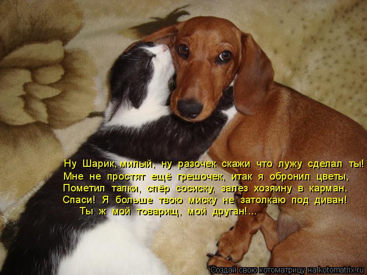 Котоматрица: Ну  Шарик, милый,  ну  разочек  скажи  что  лужу  сделал  ты! Мне  не  простят  ещё  грешочек,  итак  я  обронил  цветы, Спаси!  Я  больше  твою  миск