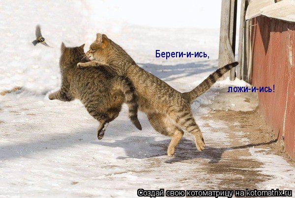 Котоматрица: Береги-и-ись,  ложи-и-ись!