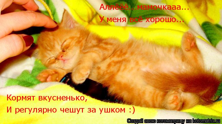 Котоматрица: Аллёёё...мамочкааа... У меня всё хорошо... Кормят вкусненько, И регулярно чешут за ушком :)