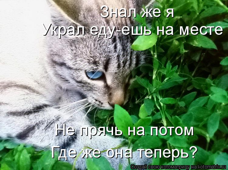 Котоматрица: Знал же я Украл еду-ешь на месте Не прячь на потом Где же она теперь?