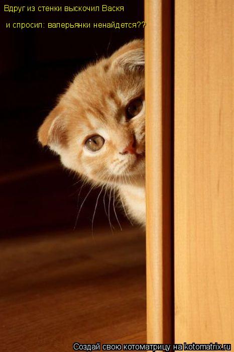 Котоматрица: Вдруг из стенки выскочил Васкя и спросил: валерьянки ненайдется??