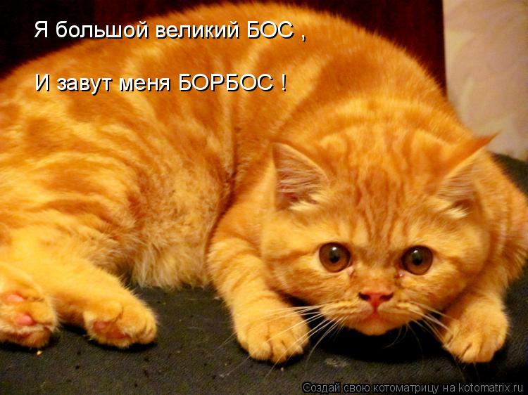 Котоматрица: Я большой великий БОС , И завут меня БОРБОС !