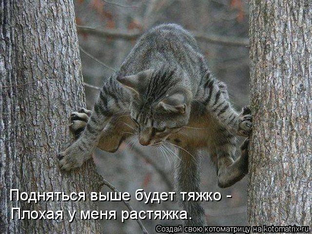 Подняться выше будет тяжко - Плохая у меня растяжка.... Котоматрица: Подняться выше будет тяжко - Плохая у меня растяжка.