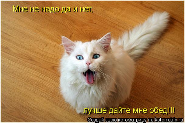 Котоматрица: Мне не надо да и нет, лучше дайте мне обед!!!