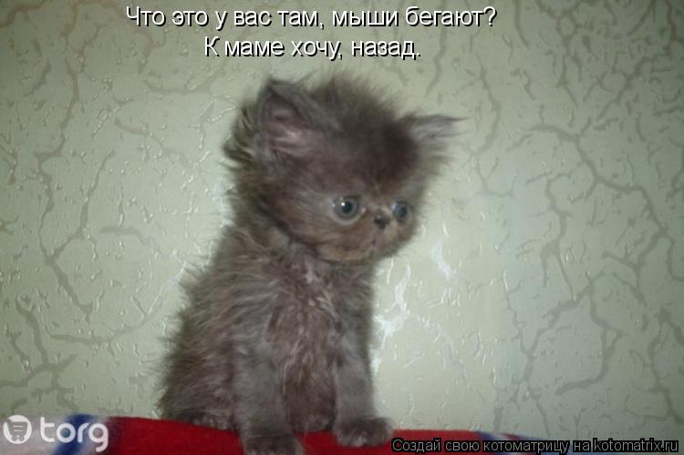 Котоматрица: Что это у вас там, мыши бегают? К маме хочу, назад.