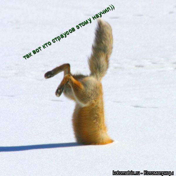 Котоматрица: так вот кто страусов этому научил))