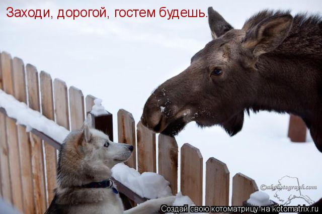 Котоматрица: Заходи, дорогой, гостем будешь.