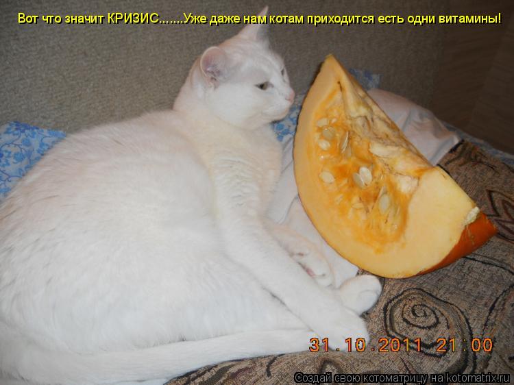Котоматрица: Вот что значит КРИЗИС.......Уже даже нам котам приходится есть одни витамины!
