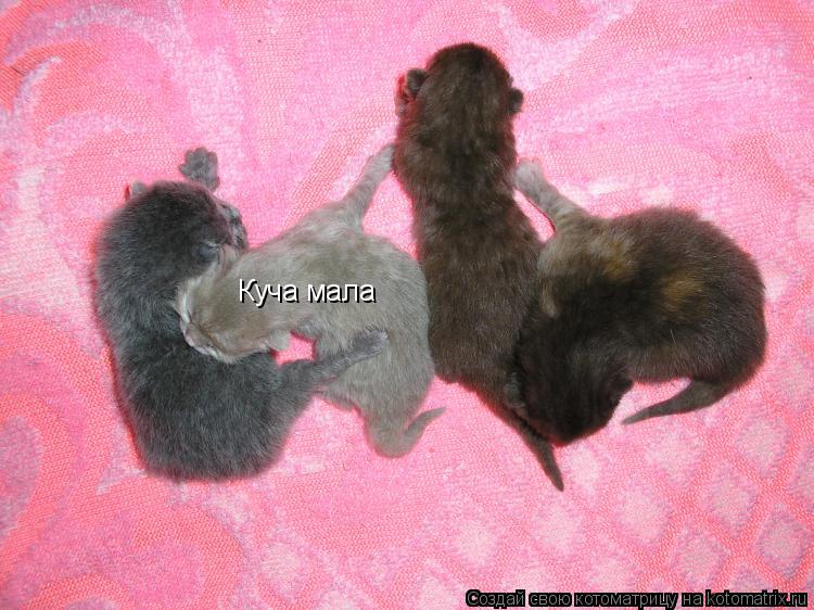 Котоматрица: Куча мала