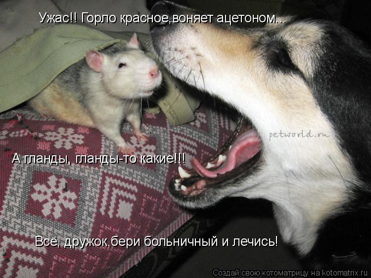 Котоматрица: Ужас!! Горло красное,воняет ацетоном... А гланды, гланды-то какие!!! Всё, дружок,бери больничный и лечись!
