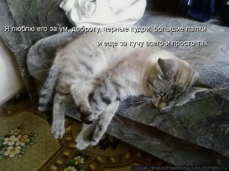 Котоматрица: Я люблю его за ум, доброту, черные кудри, большие лапки и еще за кучу всего и просто так