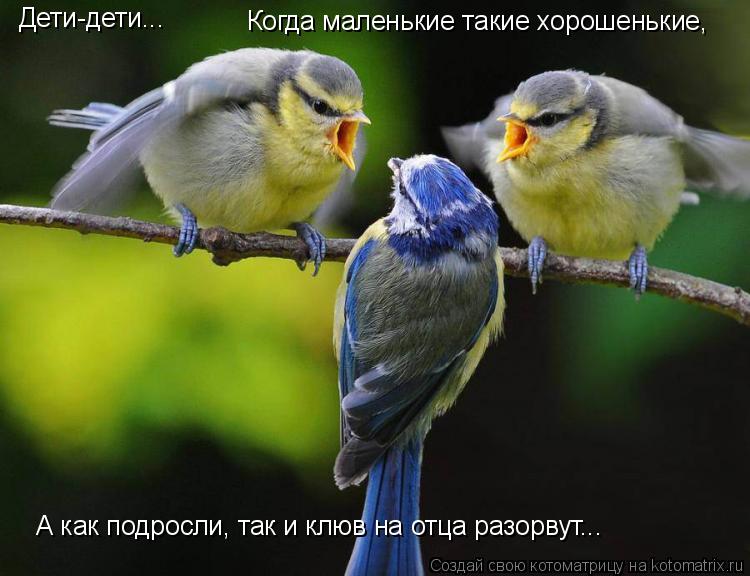 Котоматрица: Дети-дети... Когда маленькие такие хорошенькие, А как подросли, так и клюв на отца разорвут...