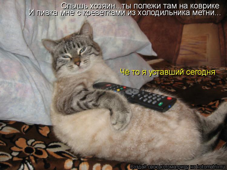 Котоматрица: Слышь хозяин...ты полежи там на коврике И пивка мне с креветками из холодильника метни... Чё то я уставший сегодня