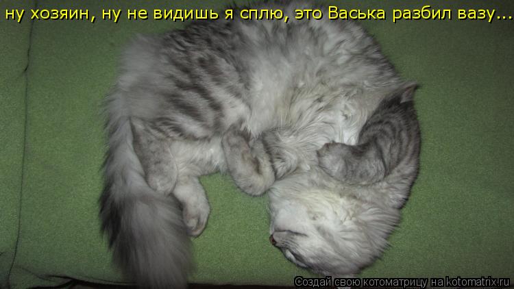 Котоматрица: ну хозяин, ну не видишь я сплю, это Васька разбил вазу...