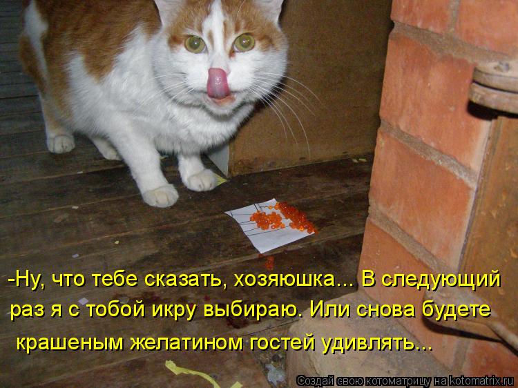 Котоматрица: -Ну, что тебе сказать, хозяюшка... В следующий  раз я с тобой икру выбираю. Или снова будете   крашеным желатином гостей удивлять...