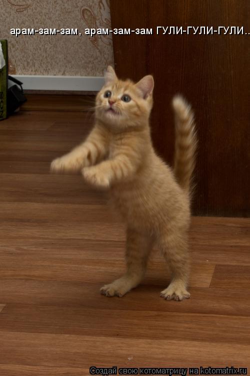Котоматрица: арам-зам-зам, арам-зам-зам ГУЛИ-ГУЛИ-ГУЛИ..